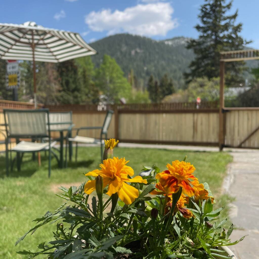 Exterior patio flowers